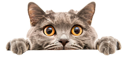 surprised cat look out from behind a white background isolated on transparent