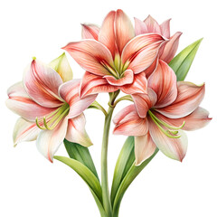 Fototapeta premium Blooming Amaryllis: A stunning illustration of Amaryllis flowers showcasing delicate petals, vibrant colors, and intricate details, perfect for floral-themed designs.