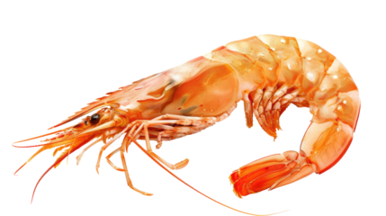 Red cooked prawn or shrimp isolated on transparent background   