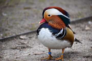 close-up of a cute male mandarin duck (aix galericulata)