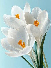 Obraz premium white crocus flowers on bright background with a spring time vibe