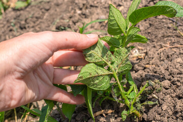 aphids on the back of a potato leaf. A gardener examines a plant with Insect parasites in the...