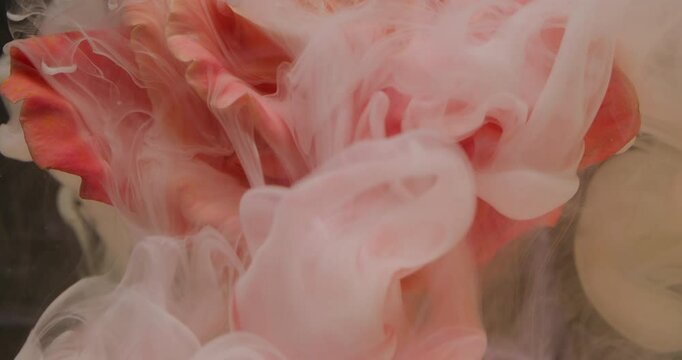 Paint flower. Vapor cloud. Defocused pink white color rose plant petals ink water bloom nature texture on dark black abstract art background.