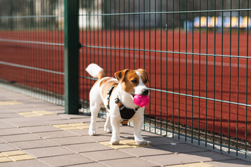 Cute Jack Russell Terrier dog with a hot pink ball playing with owner outdoors on a sunny day....