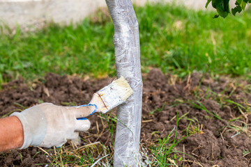 A gardener treats the trunk of a fruit tree with lime to prevent fungal diseases.