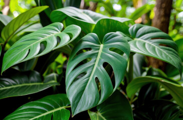Obraz premium green leaves of a Philodendron plant, the beauty of nature, the lushness of a tropical forest, a natural green background.