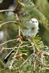Aegithalos caudatus aka Long-tailed Tit or long-tailed bushtit perched on a tree branch. Common bird in nature of Czech republic.