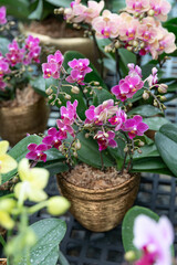 Pink Phalaenopsis orchids in a decorative golden pot. Perfect for florists, online flower shops, garden centers, and plant nurseries looking for premium visuals for marketing, advertising and retail. 
