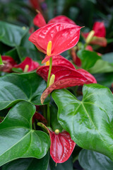 Red Anthurium flowers surrounded by deep green foliage. Great for magazines, packaging, posters, and marketing materials related to floristry, lifestyle, and botanical themes.
