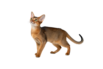 Abyssinian Cat PNG Image – High-Resolution and Editable