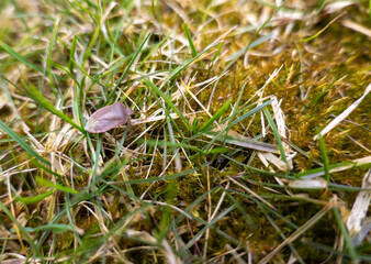 A close-up of grass and moss with a small brown stink bug resting on a blade. The mix of green, dried grass and earthy textures accentuates the natural environment.