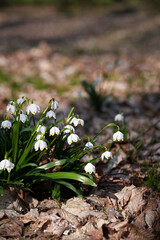 Spring white blooming snowflakes in the garden close-up.