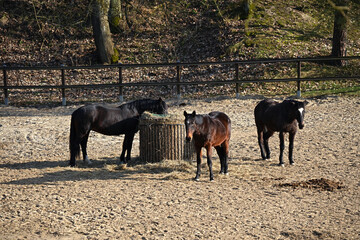 Naklejka premium Three horses in the animal pen eat hay of manger