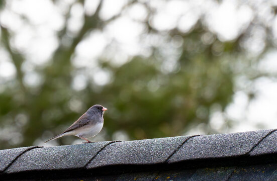 Dark eyed junco sitting atop a roof
