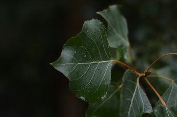 Green leaves close-up, naturalness, freshness, seasons, nature of the east of Ukraine