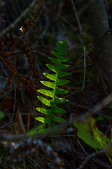 Green leaves close-up, naturalness, freshness, seasons, nature of the east of Ukraine