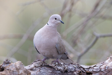 Portrait of The Eurasian collared dove (Streptopelia decaocto)