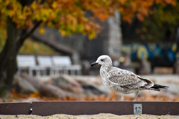 spotted seagull on autumnal blurred background
