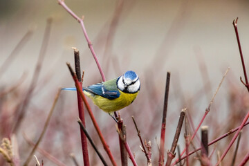 Blaumeise 47