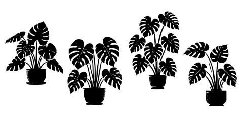 Monstera plant in a pot. Jungle exotic vector illustration silhouette