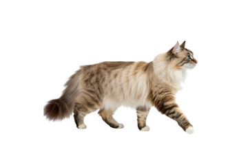 Cute Norwegian Forest Cat PNG Picture – No Background, Perfect for Graphics