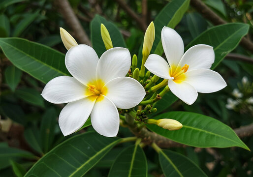 Rumdul Flower &ndash; Symbol of Cambodia
