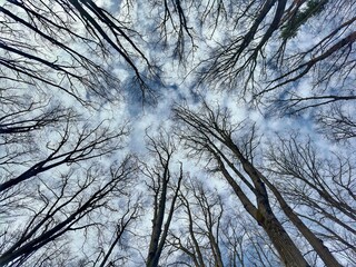 Cime des arbres qui s’élancent vers le ciel