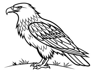 Caracara Vector Illustration. Unique and Detailed Bird Artwork