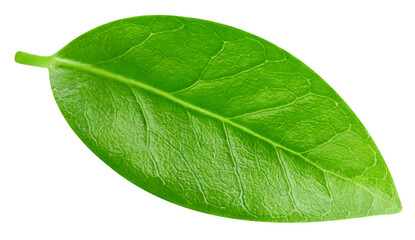 leaf isolated on white background