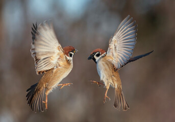 fight of two birds sparrows flying in the park waving feathers and wings