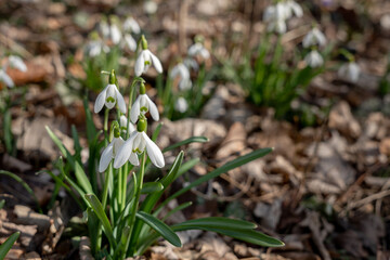 Snowdrop (Galanthus nivalis) blooming in the park. White snowdrop flowers on blurred forest background.