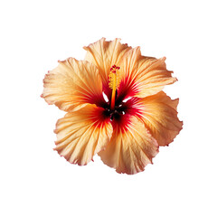 Beautiful tropical hibiscus bloom with soft orange petals isolated on transparent background.