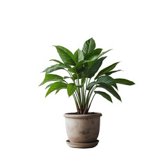 Elegant Potted Plant with Large Green Leaves Isolated on Transparent Background.