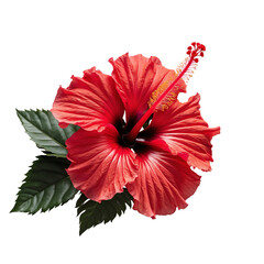 Exotic red hibiscus flower close-up isolated on transparent background.