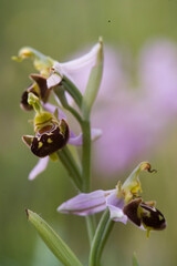 bee orchid (Ophrys apifera), blooming, Orchidea Rio Zunchini, Bancali, Sassari, Sardinia, Italy.