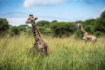 Zwei junge Giraffen stehen im hohen Gras und nur ihr Hals guckt raus, aufgenommen in Tansania Afrika