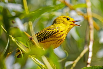 yellow warbler