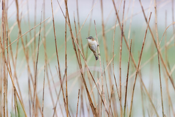singender Schilfrohrsänger