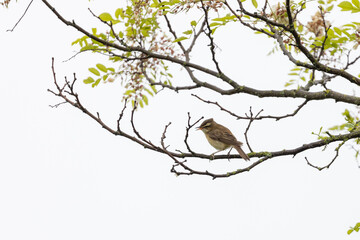 singender Schilfrohrsänger