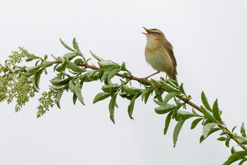 singender Schilfrohrsänger