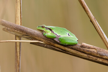 Laubfrosch sitzt im Schilf