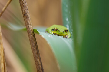 Laubfrosch sitzt im Schilf