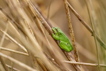 Laubfrosch sitzt im Schilf