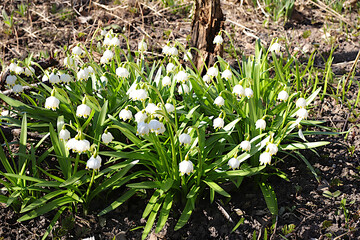 Delicate wild snowdrop flowers in spring forest or garden. Spring arrival concept and beautiful floral greeting card. Abstract floral background, banner for screen or template for design,