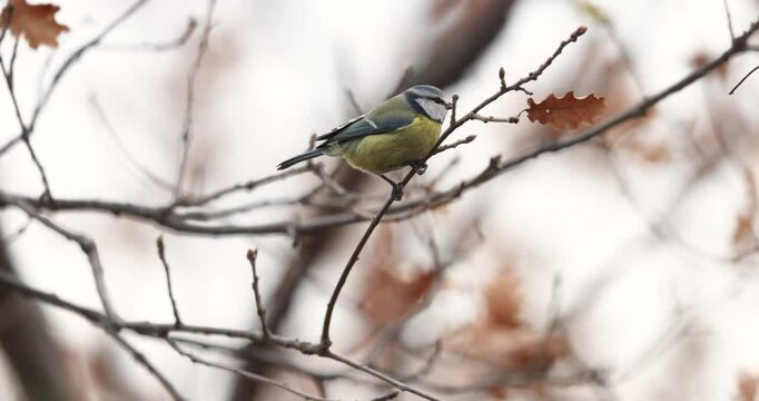 The Eurasian blue tit while feeding