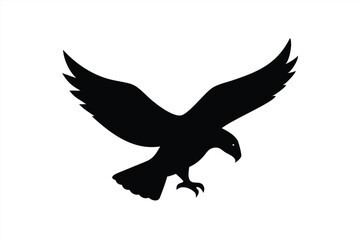 Obraz premium Majestic black hawk soaring with outstretched wings