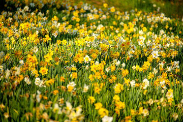 Fototapeta premium lush blooming flowers spring daffodils. A meadow in different types of daffodils.