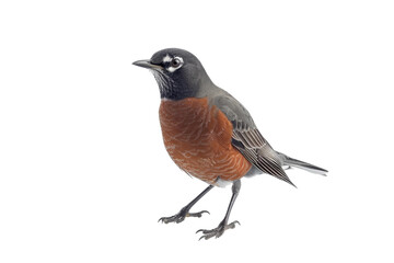 Obraz premium Gorgeous American robin perched on a fence post, highlighting its beautiful red breast and natural elegance isolated on transparent background