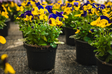 Brightly colored pansy flowers arranged in pots at a garden center during spring preparation