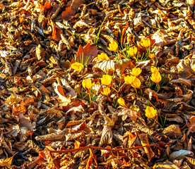 Background of yellow crocus flowers on clear sunny day. Fresh spring crocus close-up. Spring concept.